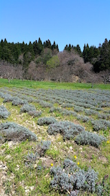 20160424ラベンダーの畑