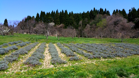 20160424ラベンダー畑の様子