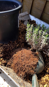 20160424鉢植えの土入替作業1