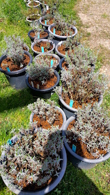 20160424鉢植えの土入替作業2