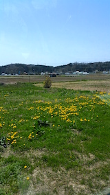 20160424山からの帰り道の様子たんぽぽの花