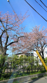 20160424山へ向かう途中の様子小学校前の桜