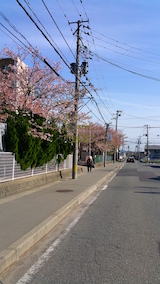 20160424山へ向かう途中の様子中学校前の桜
