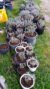 20160424鉢植えの土入替作業3