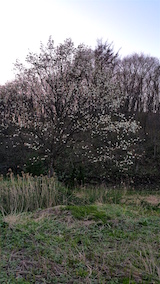 20160424山からの帰り道の様子こぶしの花