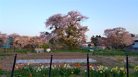 20160424山からの帰り道の様子太平川の桜