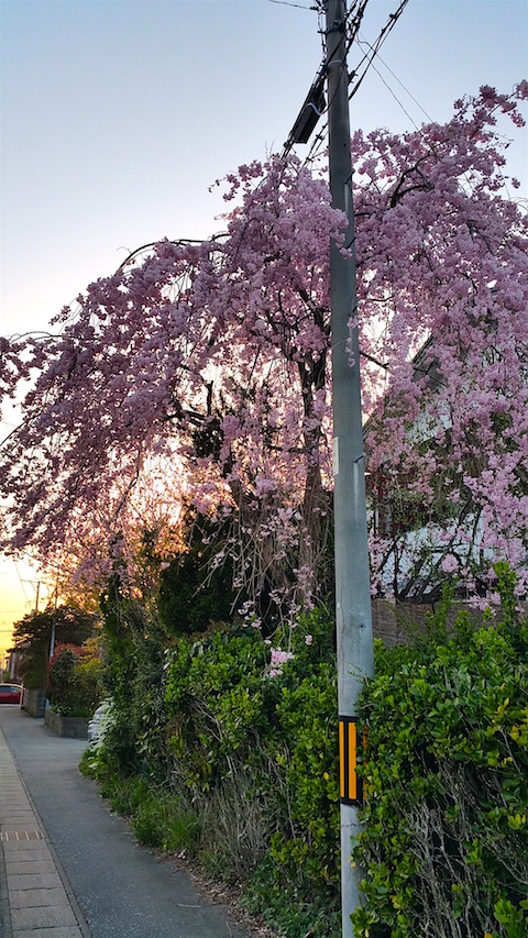 20160424山からの帰り道の様子枝垂れ桜