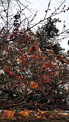 20161125ͻҤ뺢㤬ȤФ2