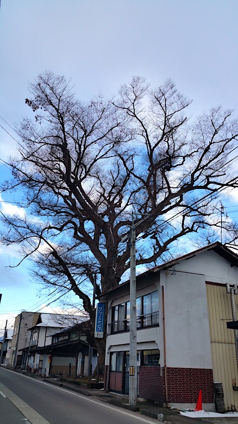 20161231ケヤキの木