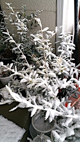 20170207吹雪オリーブ