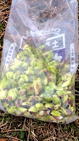 大きなソラマメ