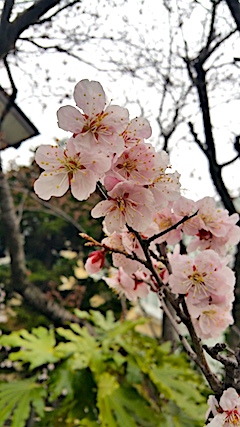 20170415ߤβ2