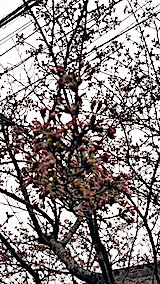 20170415ΤĤܤ