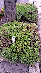 20170717刈り込んだ歩道の早咲きラベンダーこいむらさき