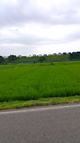 20170717山へ向かう途中の様子田んぼ