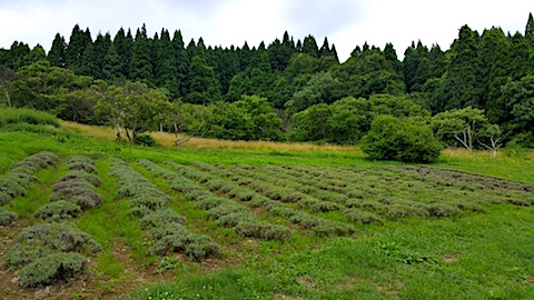 20170717ラベンダー畑の様子