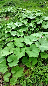 20170717カボチャ畑