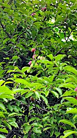 20170717山の様子スモモ