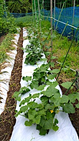 20170717野菜畑キュウリ