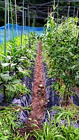 20170717野菜畑草取り後1