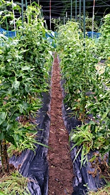 20170717野菜畑草取り後2