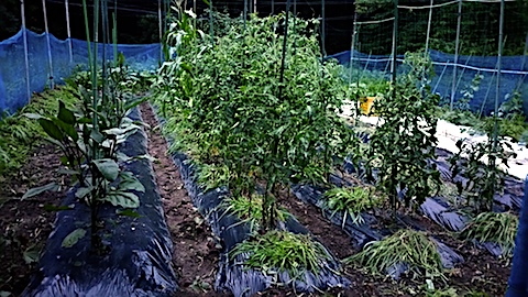 20170717野菜畑草取り後3