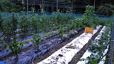 20170717野菜畑草取り後4