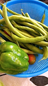 20170718収穫した野菜