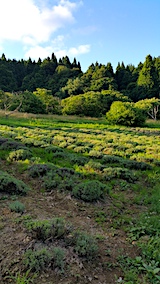 20170718ラベンダーの畑
