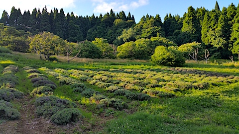20170718ラベンダー畑の様子