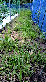 20170718野菜畑草取り前