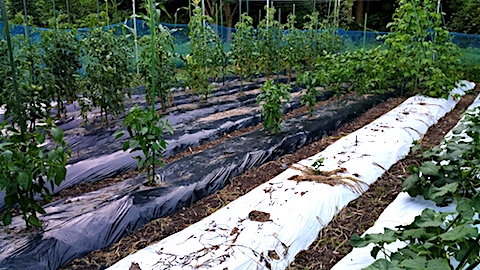 20170718野菜畑草取り後2