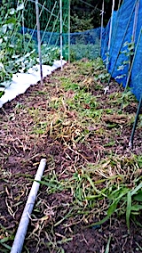 20170718野菜畑草取り後1