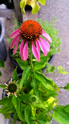 20170801エキナセア