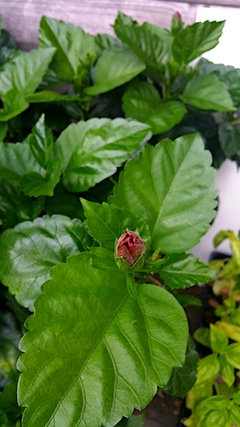 20170801ハイビスカス