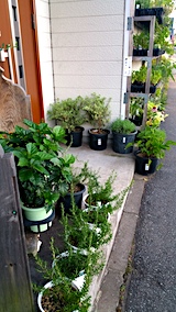 20170801外の様子夕方ハーブたち1