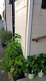 20170801外の様子夕方ハーブたち2