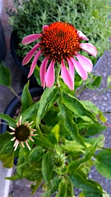 20170801外の様子夜のはじめ頃エキナセア