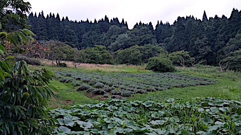 20170822��٥����Ȫ���ͻ�