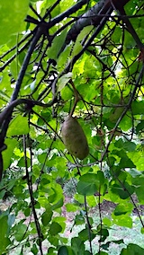 20170822�����ͻҤ�����