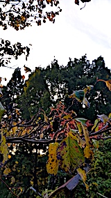 20171024ͻҥޥߤμ