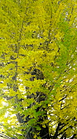20171110ť祦1