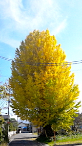 20171110ť祦2
