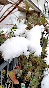 20171121雪の下になったハーブ