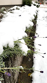 20171121雪の下になった早咲きラベンダーこいむらさき