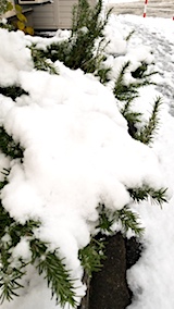 20171121雪の下になったローズマリー