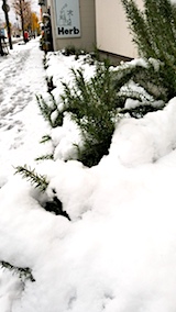 20171121雪の下になったお隣さんのラベンダーとローズマリー