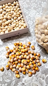 20171121会津から頂いてきたギンナン