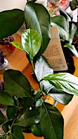 20180225レモンの新芽と葉っぱ