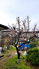 20180415̤βȤߤ